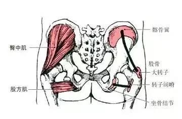 屁股两边内凹怎么办？教你四个臀中肌练习动作改变内凹