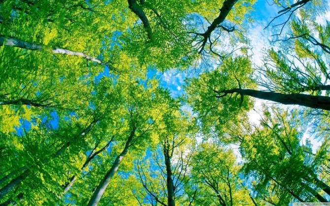 森林仰望天空的图片第1张