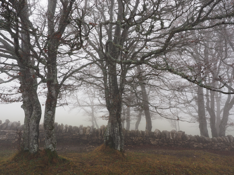 雾气弥漫的唯美树林图片第10张