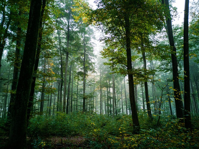 森林里密密层层笔直生长的树木自然风景图片第10张