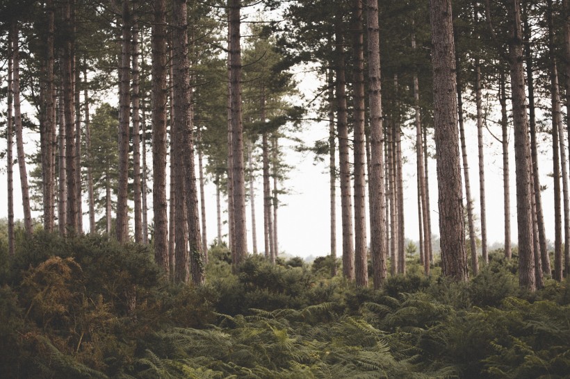 森林里密密层层笔直生长的树木自然风景图片第5张