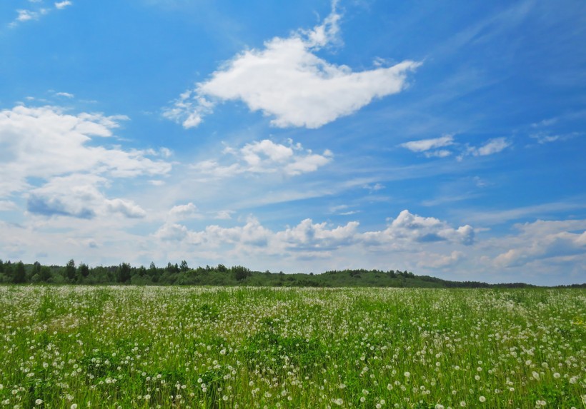蓝天白云下一碧千里的绿色草地风景图片第3张