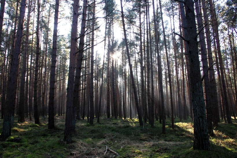 森林里密密层层笔直生长的树木自然风景图片第7张