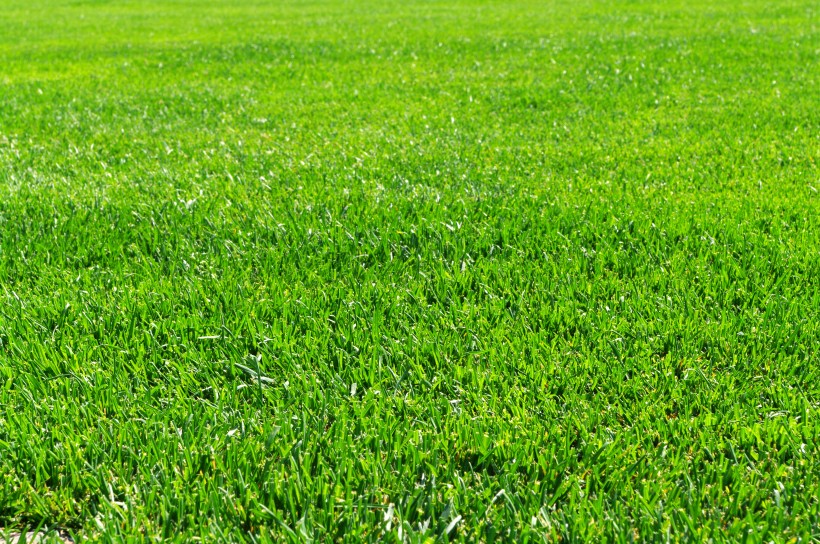 养眼的绿色草坪唯美小清新风景壁纸图片第5张