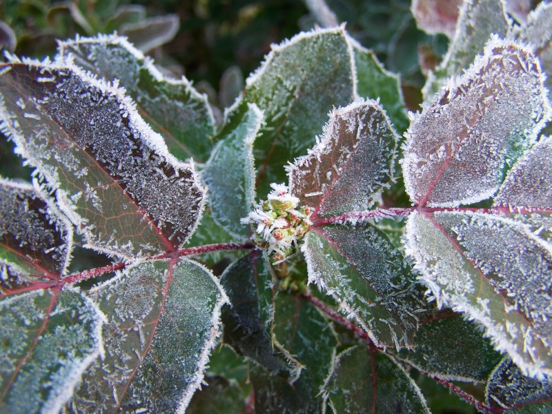 冬季结冰挂的植物唯美风景壁纸图片大全第13张