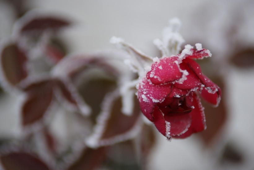 冬季结冰挂的植物唯美风景壁纸图片大全第8张