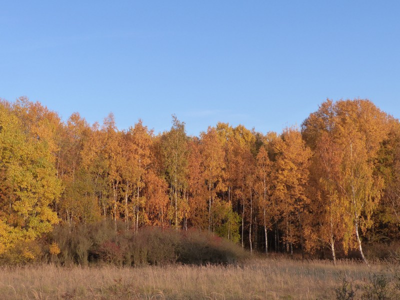 深秋小树林落叶遍地高清唯美风景壁纸图片第3张