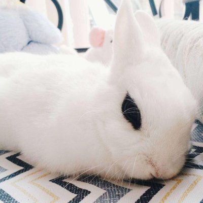 可爱的小白兔头像图片大全第1张