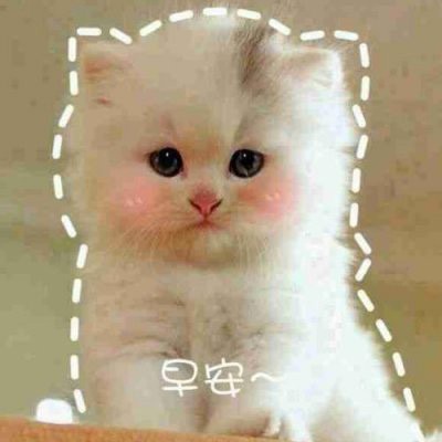卡哇伊猫猫QQ微信热门动物头像大全第5张