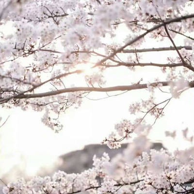 春天里好美好好看的樱花头像图片大全第7张
