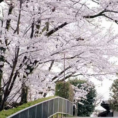 春天里好美好好看的樱花头像图片大全第5张