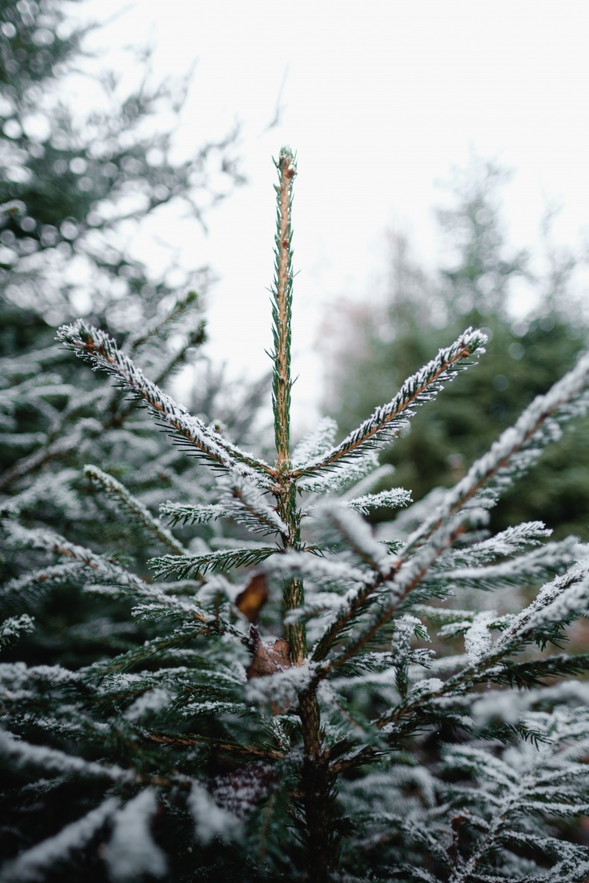 植物在冬季结冰的高清图片第6张