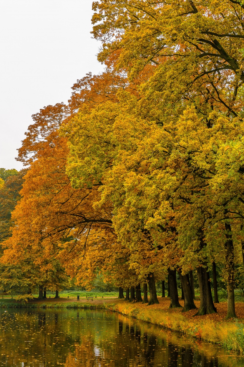秋天的树林图片|秋天的树林是什么样子的图片第4张