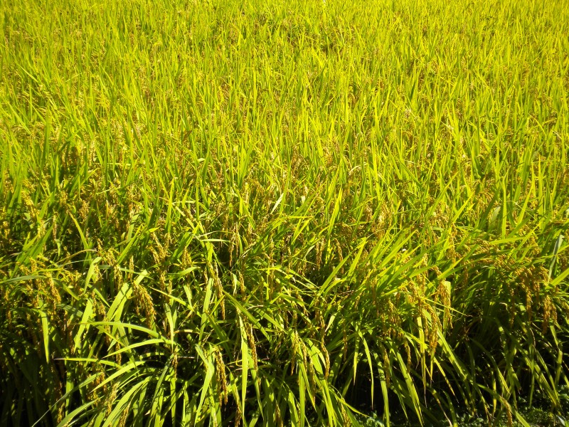 绿色稻田图片大全-彩色水稻图片第1张