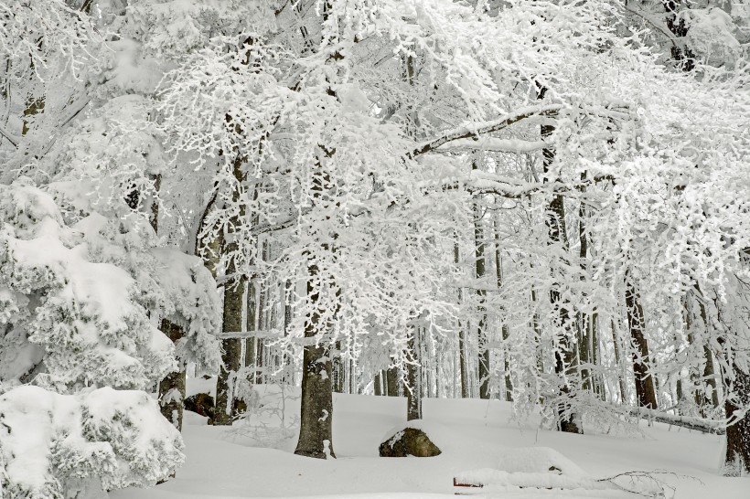 大树被雪覆盖图片 大雪落在树上图片第2张