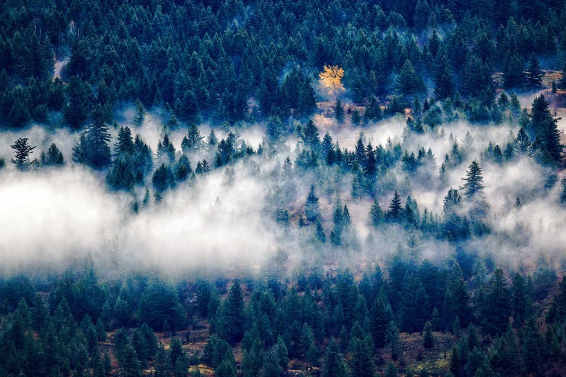 森林浓雾图片 起雾的森林图片大全第3张