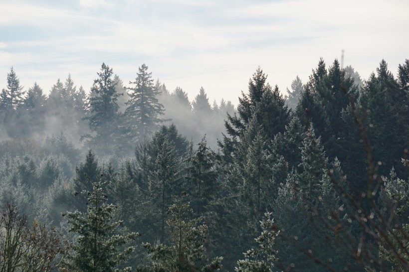 森林浓雾图片 起雾的森林图片大全第1张