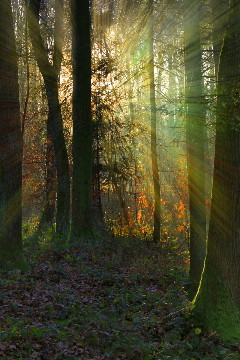 阳光穿过树的缝隙的图片-阳光穿透树林的唯美图片第12张