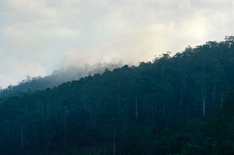 森林大雾的图片-有雾的森林图片第3张