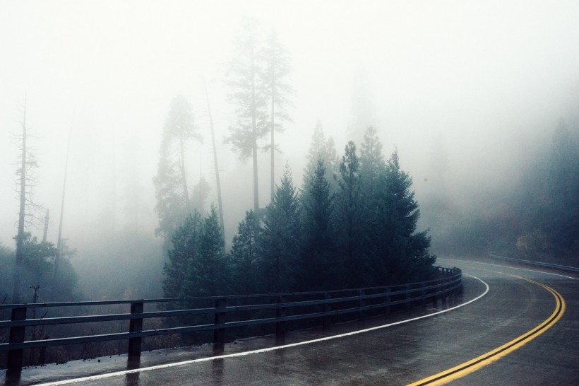 森林大雾的图片-有雾的森林图片第2张