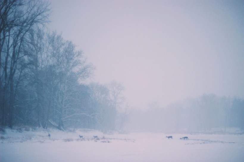 大自然下雪的图片-雪的照片自然第15张