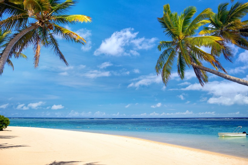沙滩椰子树图片 海岛椰子树风光图片第1张