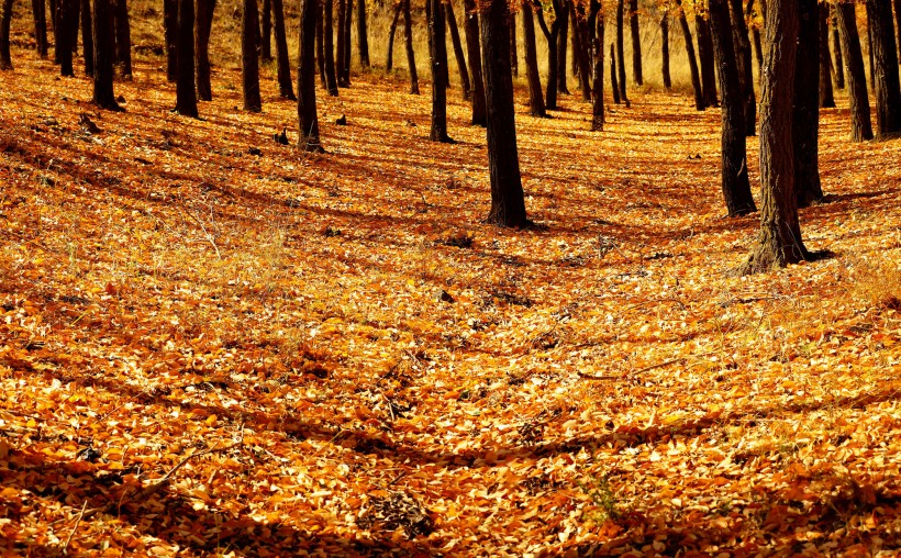金秋树林风景图片-秋季森林图片第2张