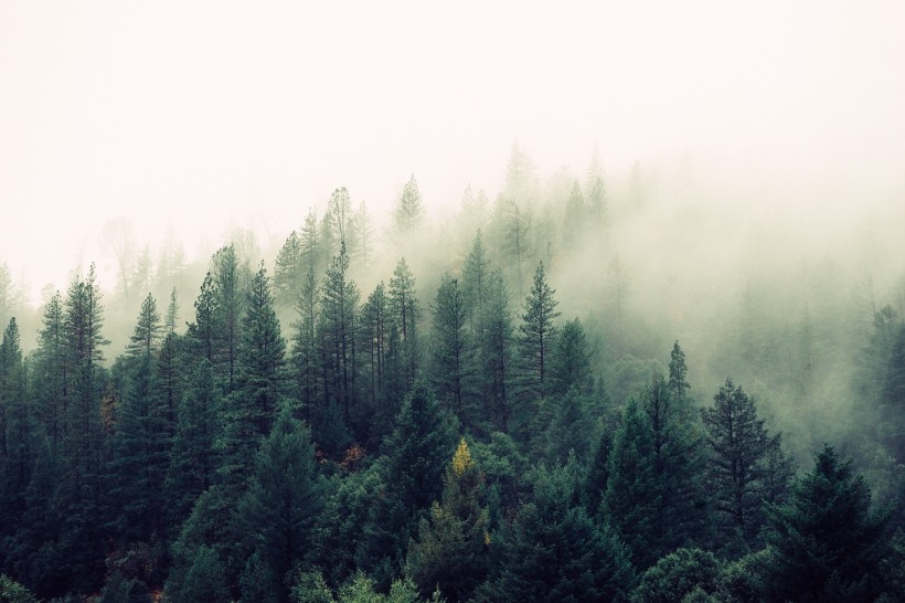 迷雾森林的图片-迷雾森林图片唯美第4张