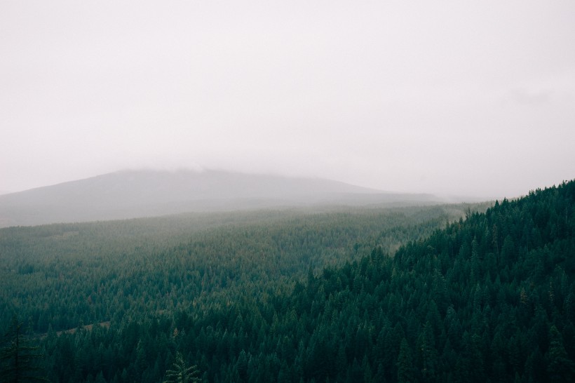 迷雾森林的图片-迷雾森林图片唯美第3张