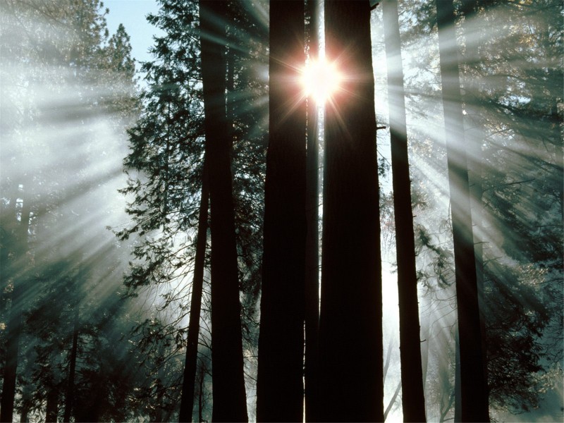 树林里的阳光图片-有阳光的树林图片风景图片第16张