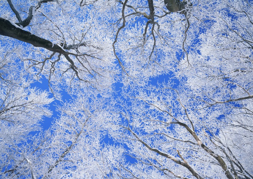 冬季树木图片大全 冬天的花草树木图片第2张