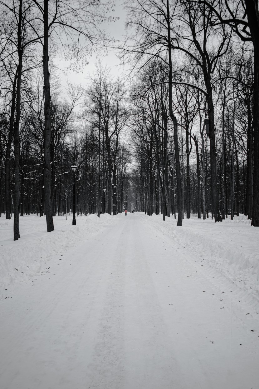 冬天的森林图片_冬季荒凉树林图片第5张