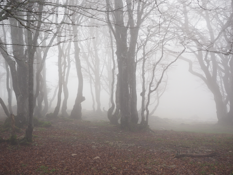 云雾弥漫的树林图片 雾蒙蒙的树林图片第2张