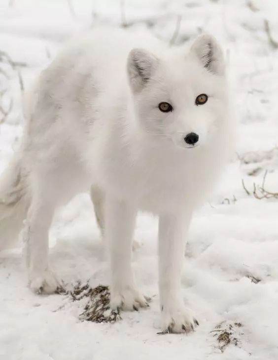 白狐的图片大全大图可爱 白狐图片唯美第4张