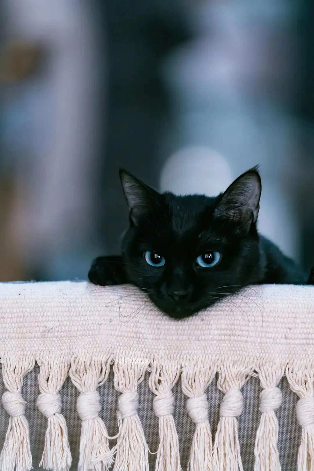 黑色猫咪图片手机壁纸高清霸气第1张