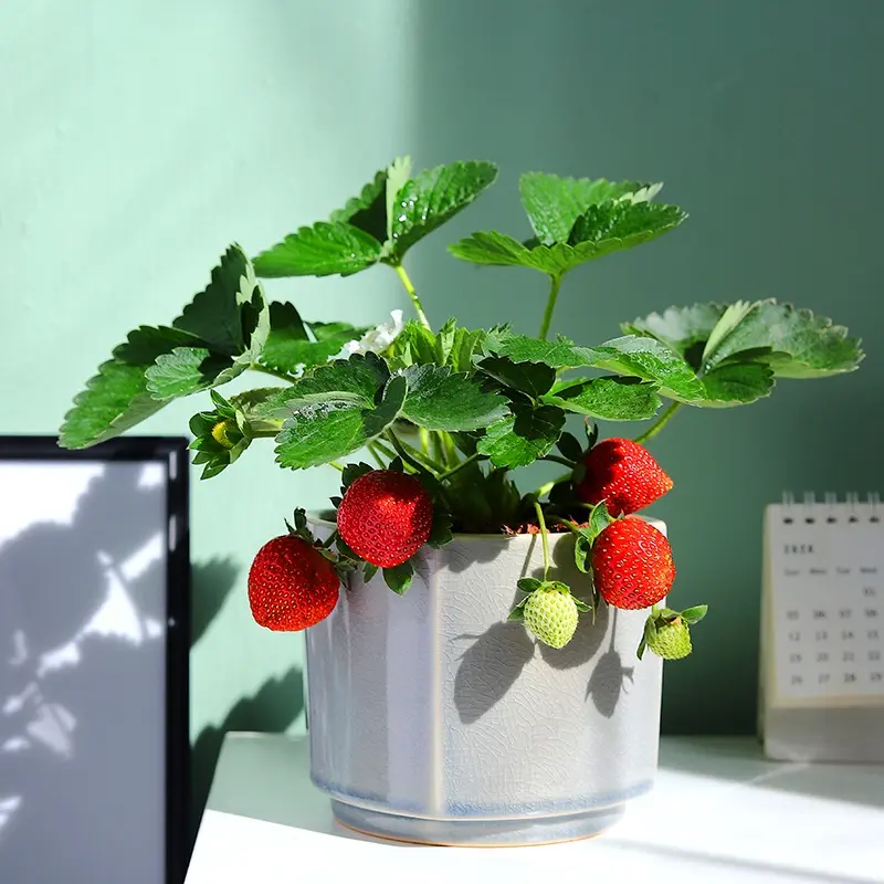 好看的草莓图片盆栽大全 8张草莓植物图片大图第1张