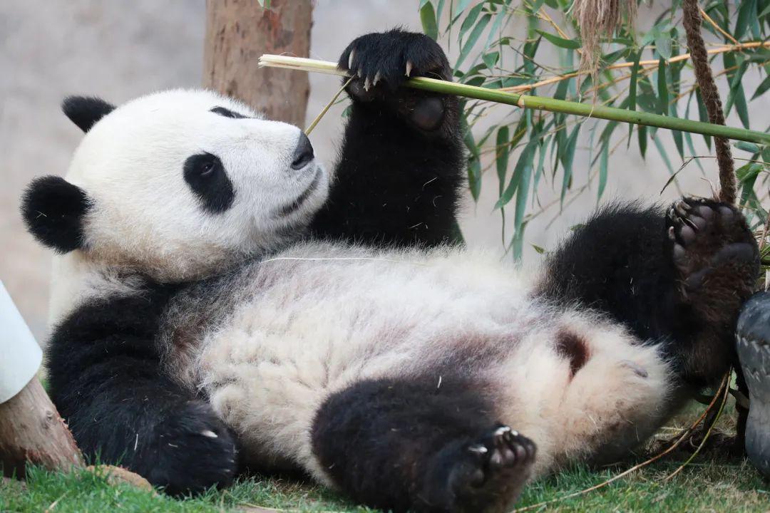 大熊猫吃竹子图片真实大全 大熊猫吃竹子可爱图片第1张