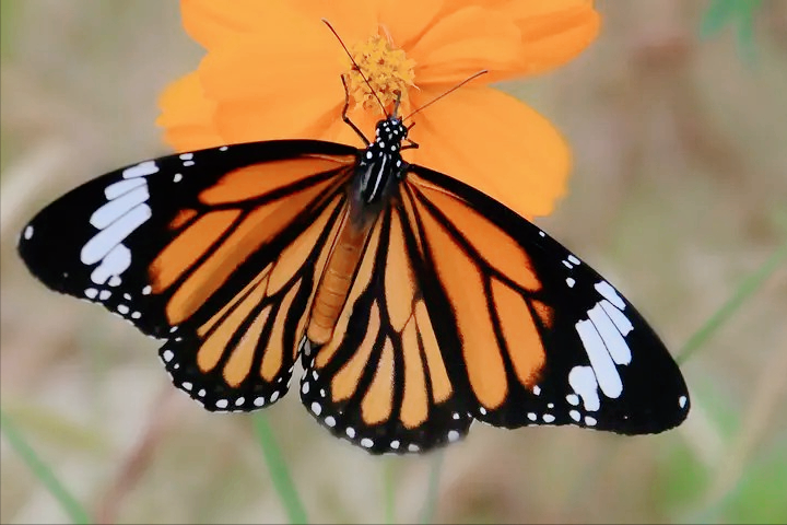 蝴蝶图片高清唯美大图分享 十大最美的蝴蝶图片第2张