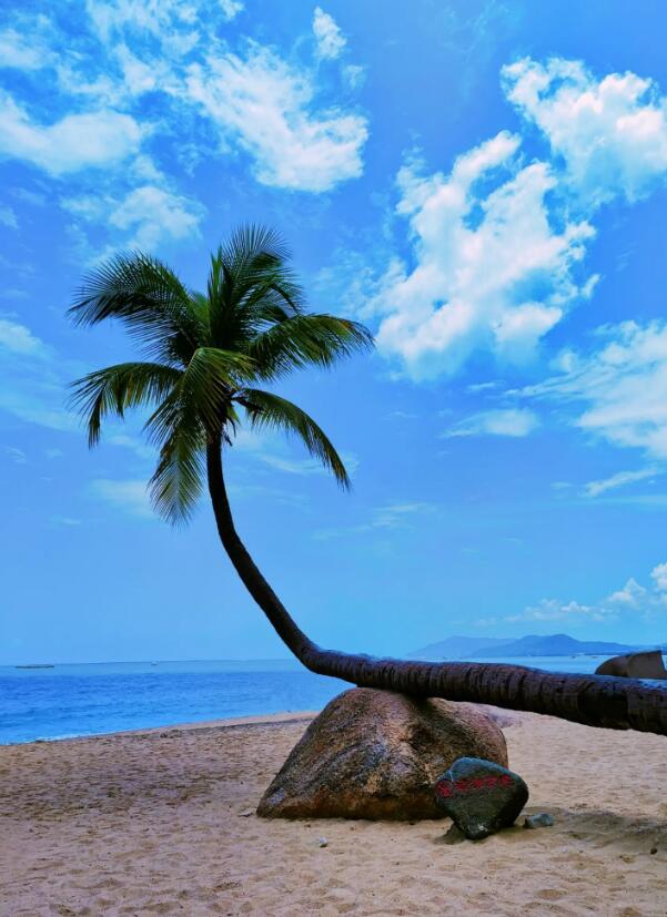 海南椰子树图片大全大图 三亚椰子树风景图片第1张