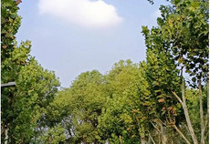 桂花树图片真实照片 最漂亮的桂花树图片8张